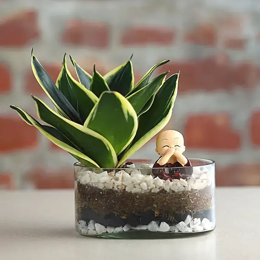 Sansevieria Serenity for Mom