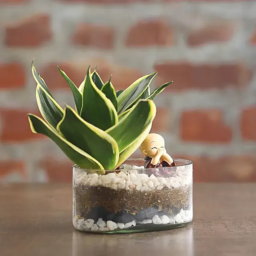 Sansevieria Serenity for Mom