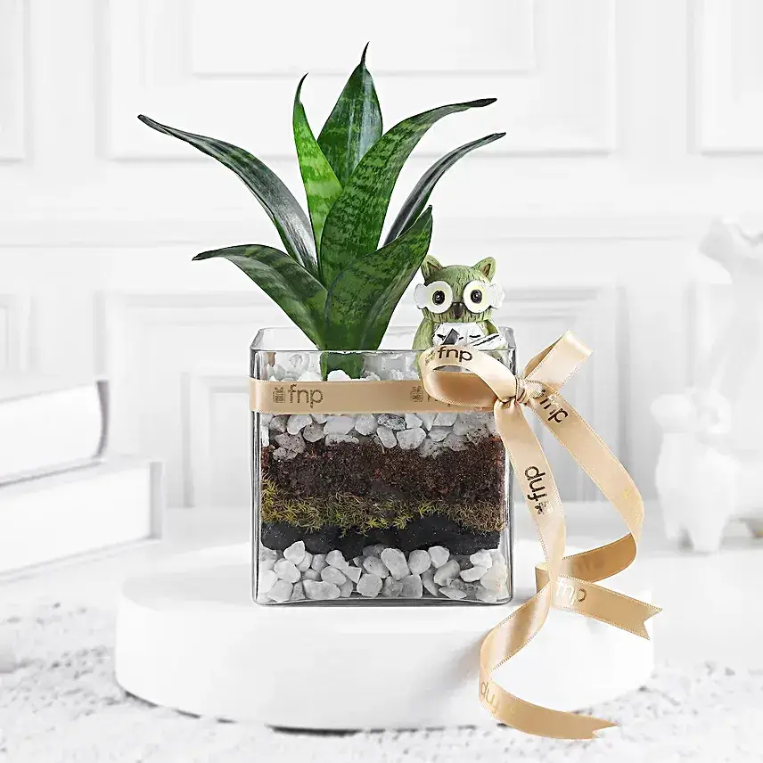 Sansevieria Serenity N Owl Charm