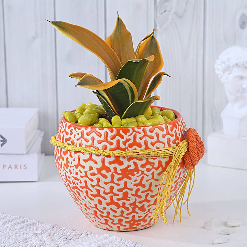 Sansevieria Sunshine Fusion Bloom
