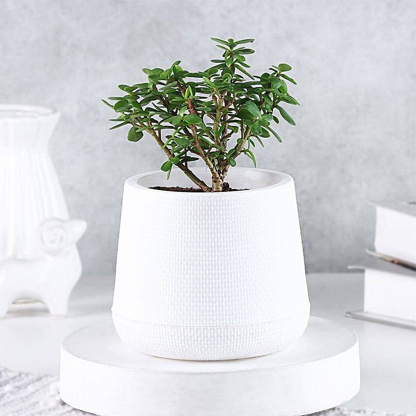 Serene Jade Green Bushy Plant in White Pot