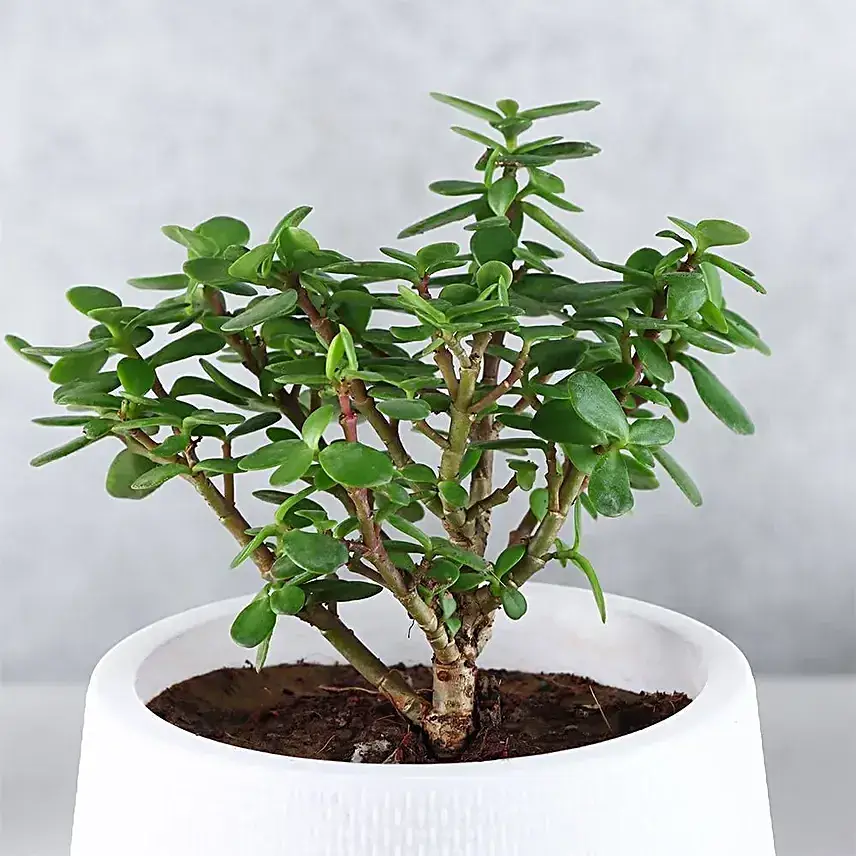Serene Jade Green Bushy Plant in White Pot