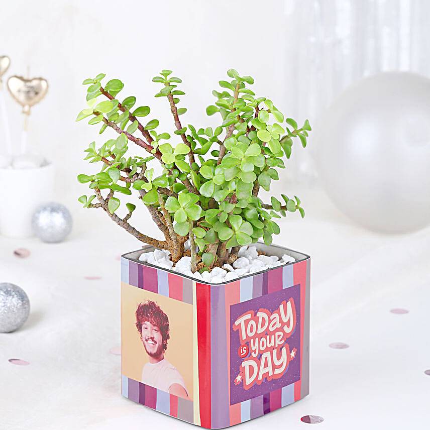 Serene Jade Plant Bliss