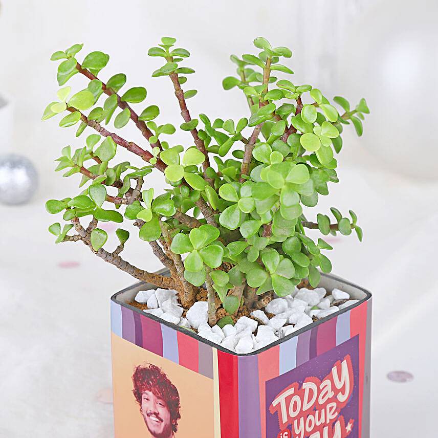 Serene Jade Plant Bliss