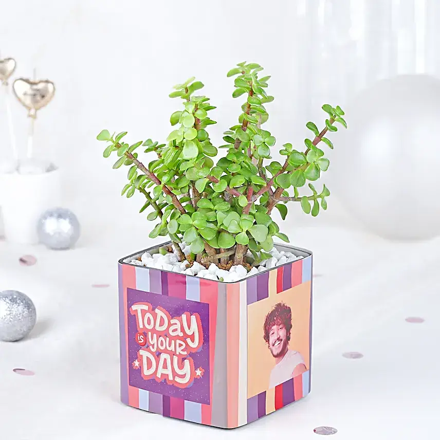 Serene Jade Plant Bliss