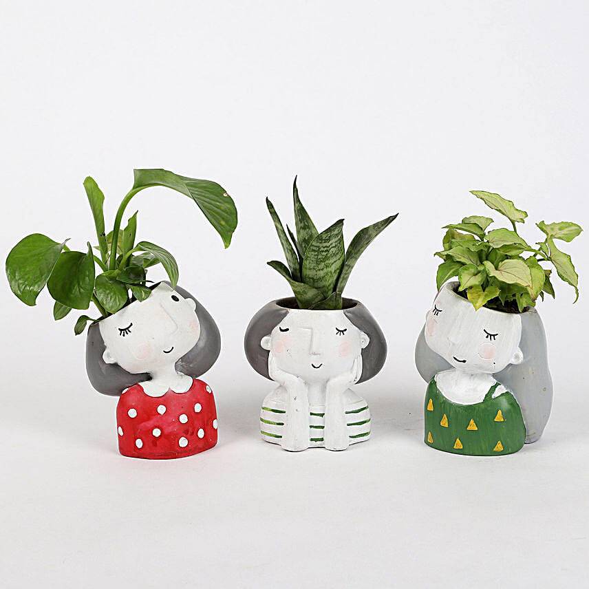 Set of 3 Air Purifying Plants In Raisin Pots