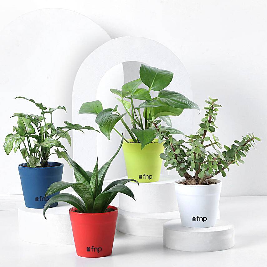 Foliage & Air Purifying Plant Set
