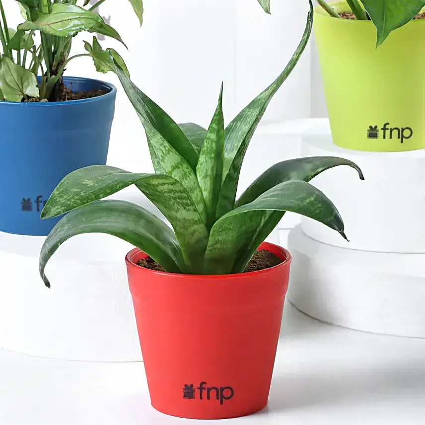 Foliage & Air Purifying Plant Set