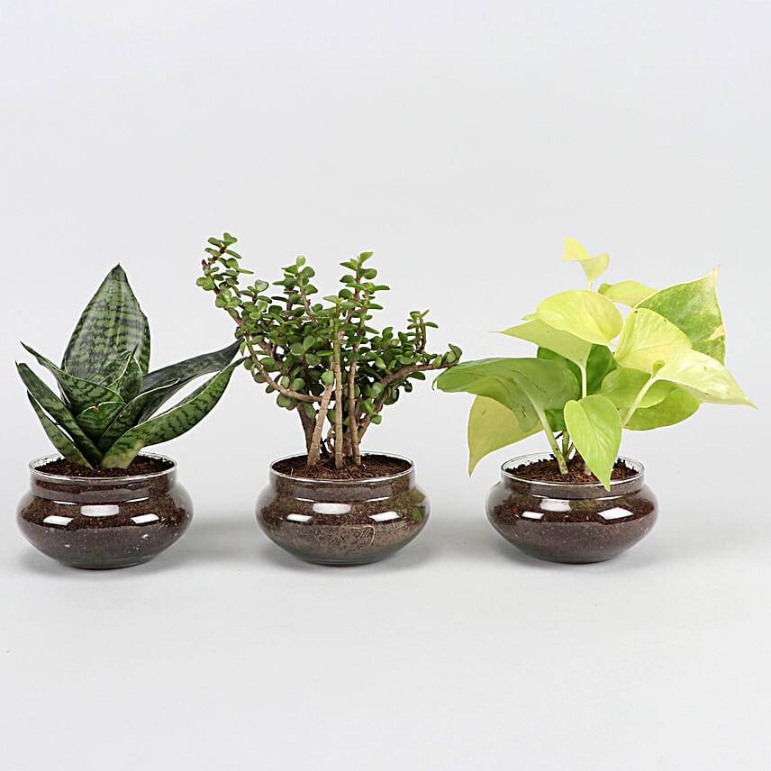 Set of Three Beautiful Plants In Potpori Bowls