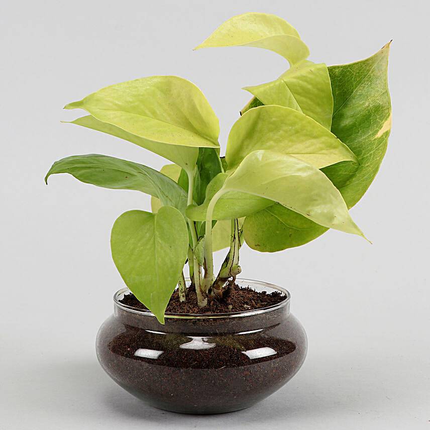 Set of Three Beautiful Plants In Potpori Bowls