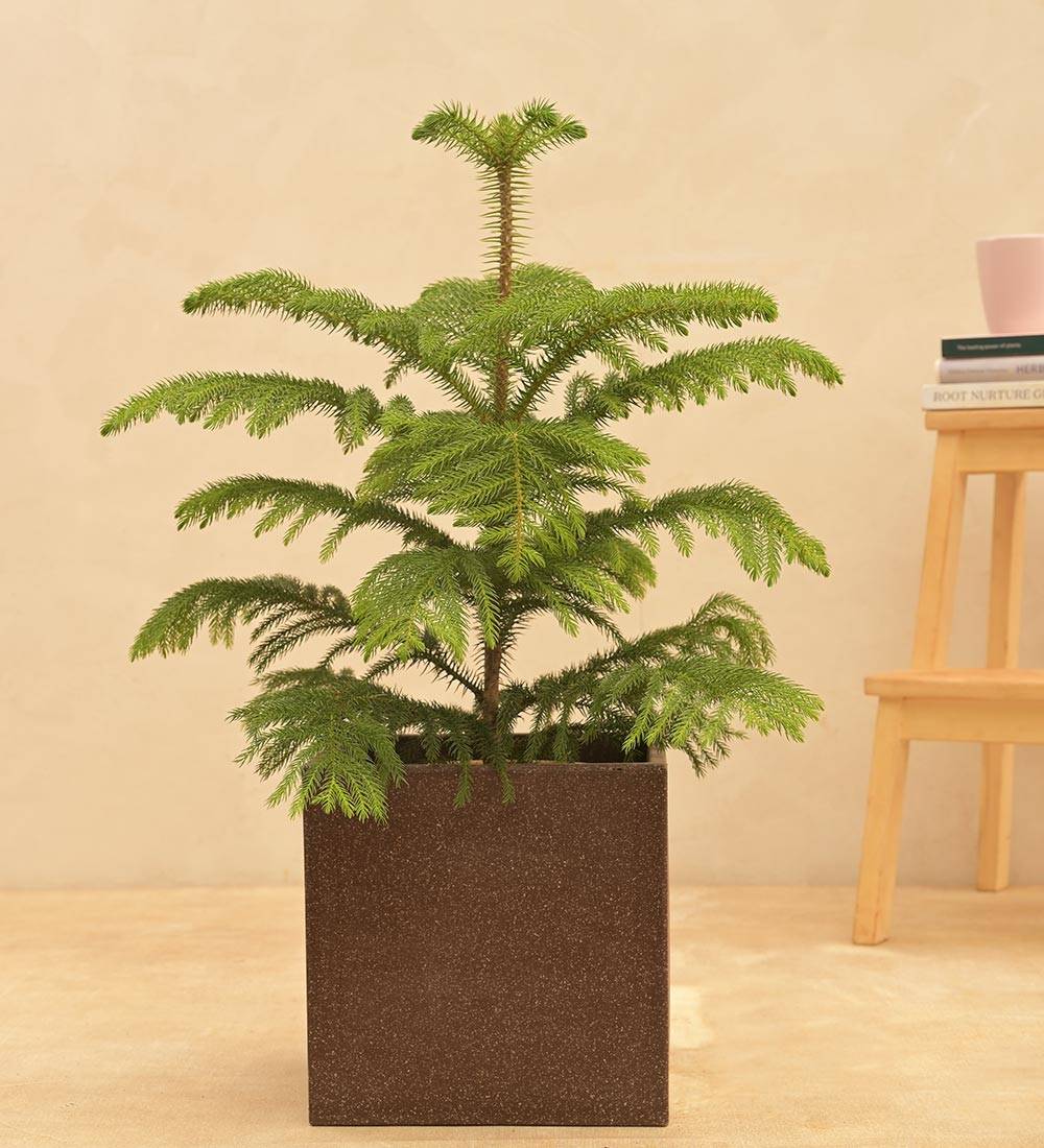 Qubec Planter