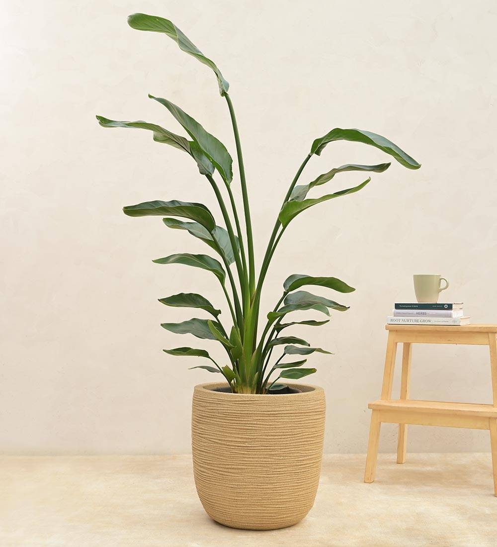 Rib Short Planter