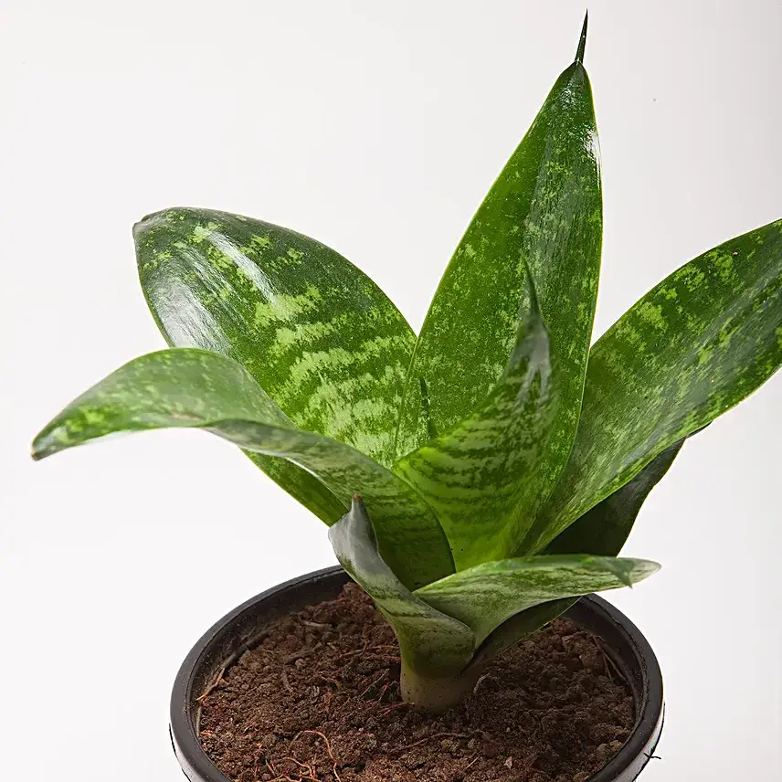Snakeskin Sansevieria Plant in Black Plastic Pot