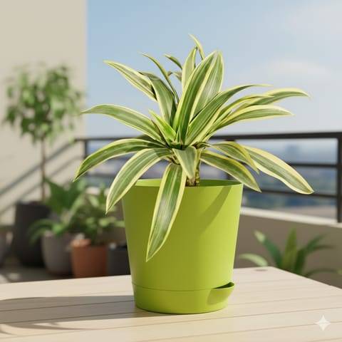 Song of India in 4 Inch Green Florence Self Watering Pot