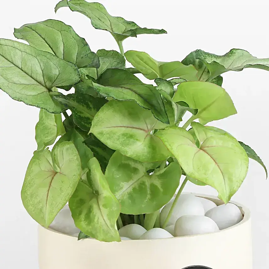 Blissful Beauty Syngonium Plant