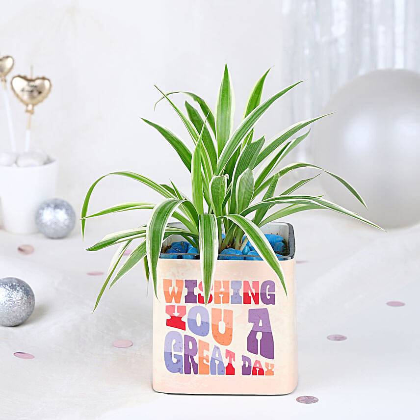 Spider Plant Birthday Celebration