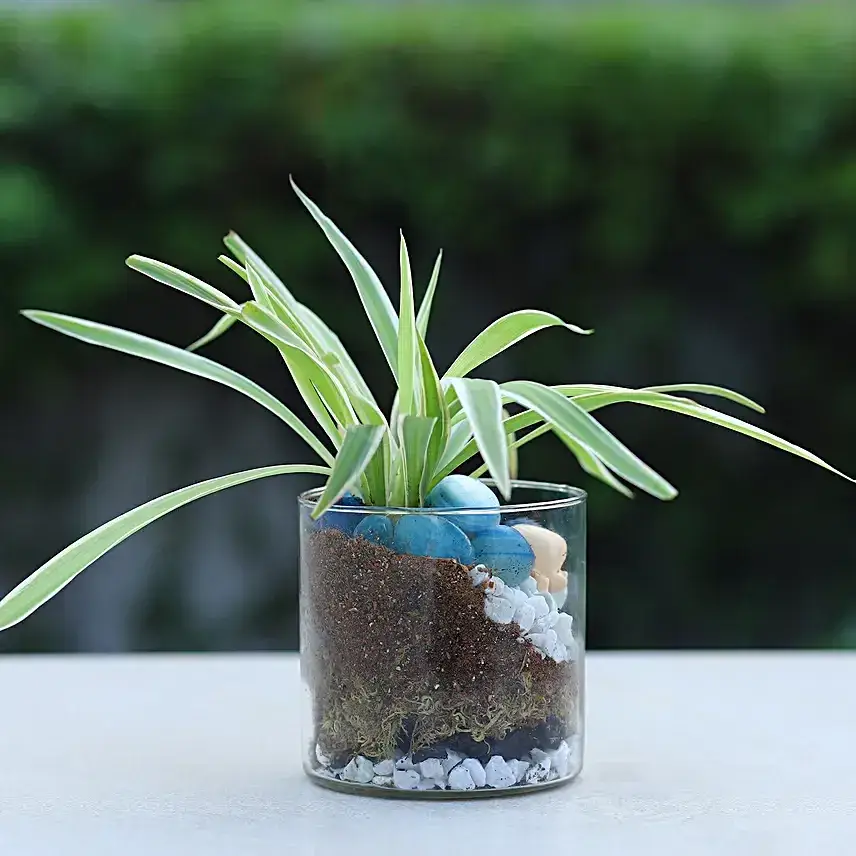 Spider Plant Cylindrical Vase Terrarium
