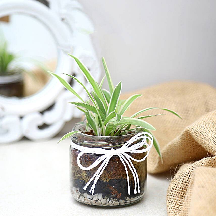 Spider Plant Mason Jar Terrarium