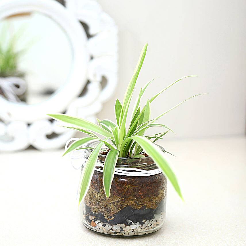Spider Plant Mason Jar Terrarium