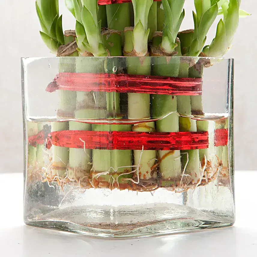 Square Vase 2 Layer Bamboo Plant