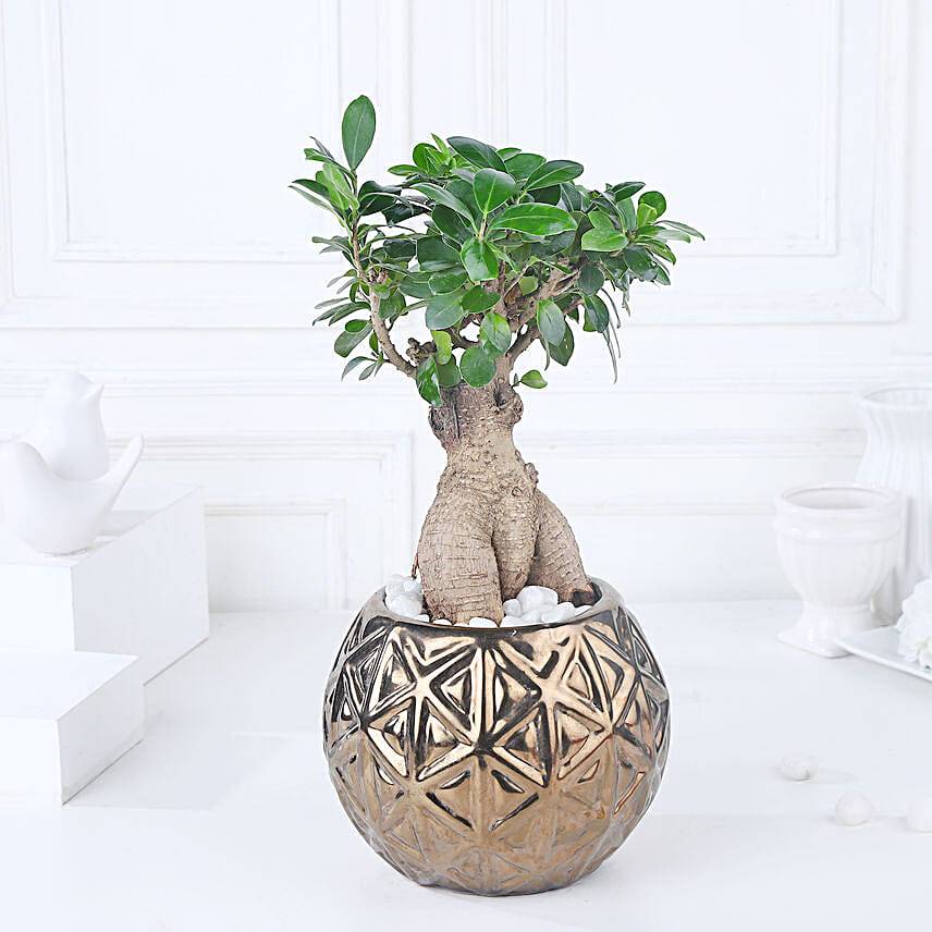 Starlit Ficus Bonsai Ensemble