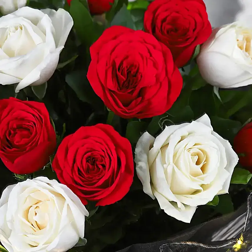 Midnight Rose Dream