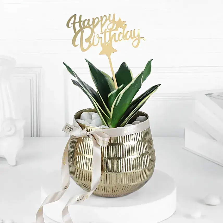 Stylish Green Gift N Chocolate Treat