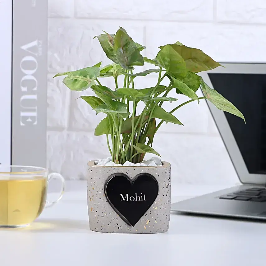 Syngonium Bliss For Valentine's