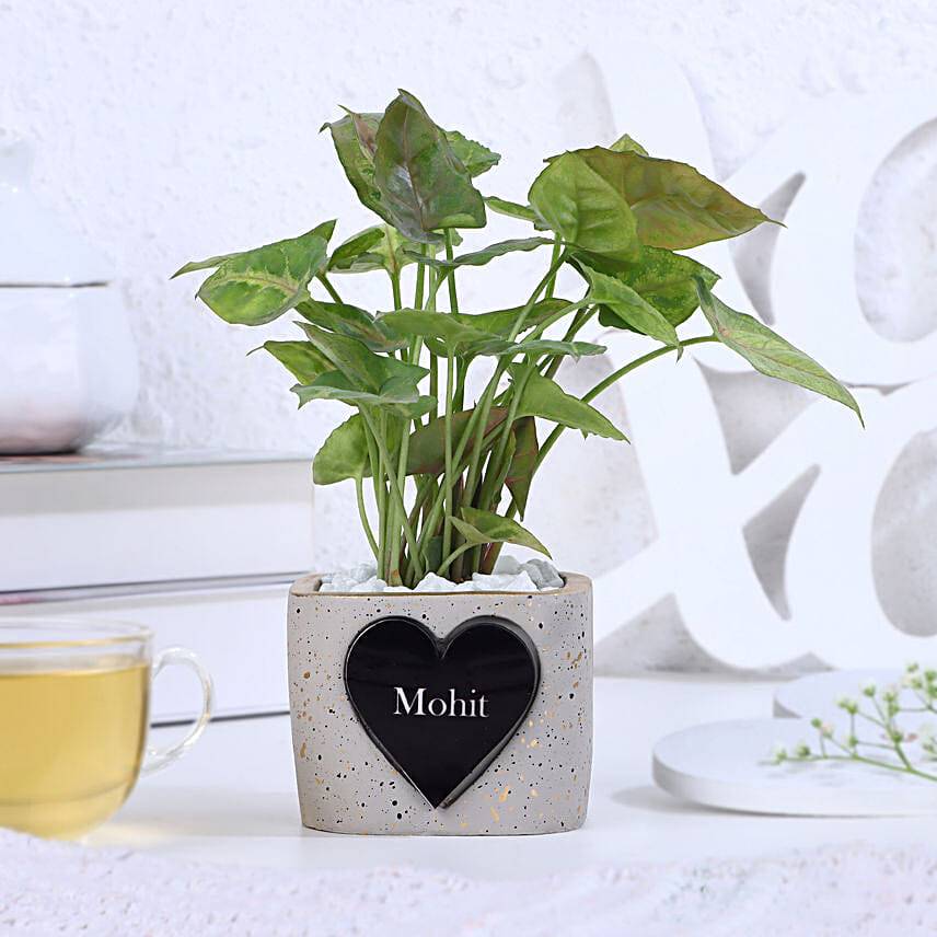 Syngonium Bliss For Valentine's