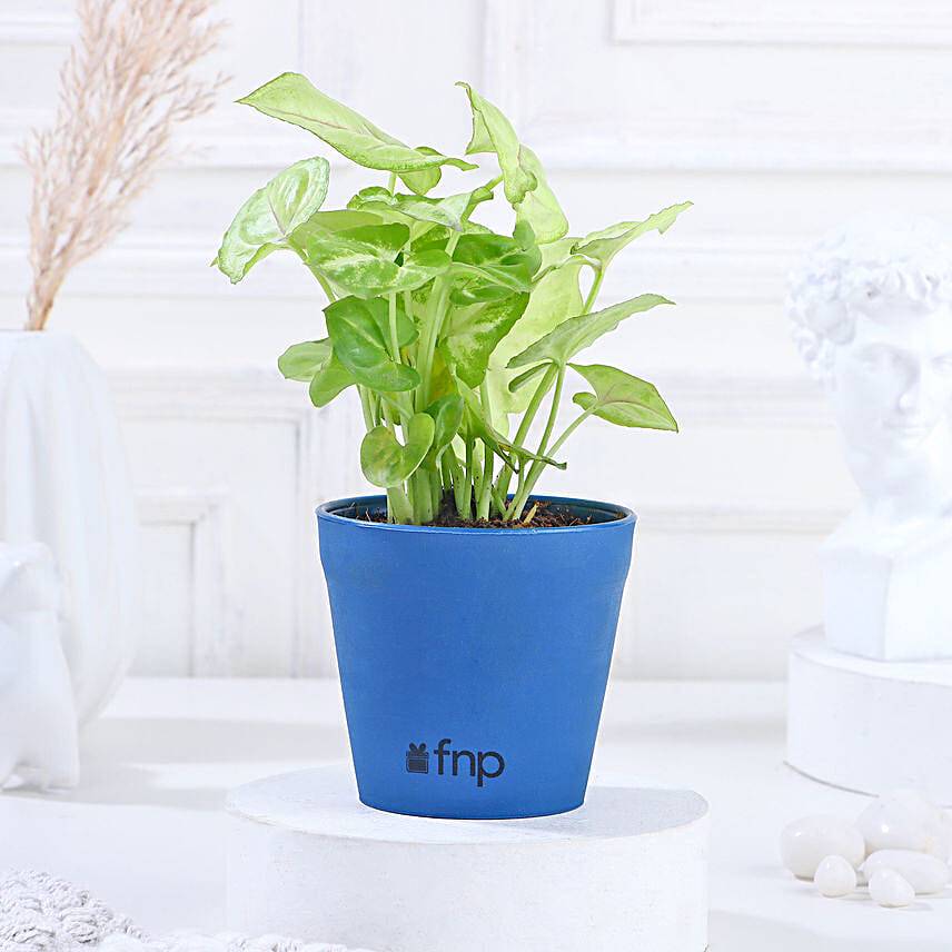 Syngonium Blue Plant in Imported Plastic Pot