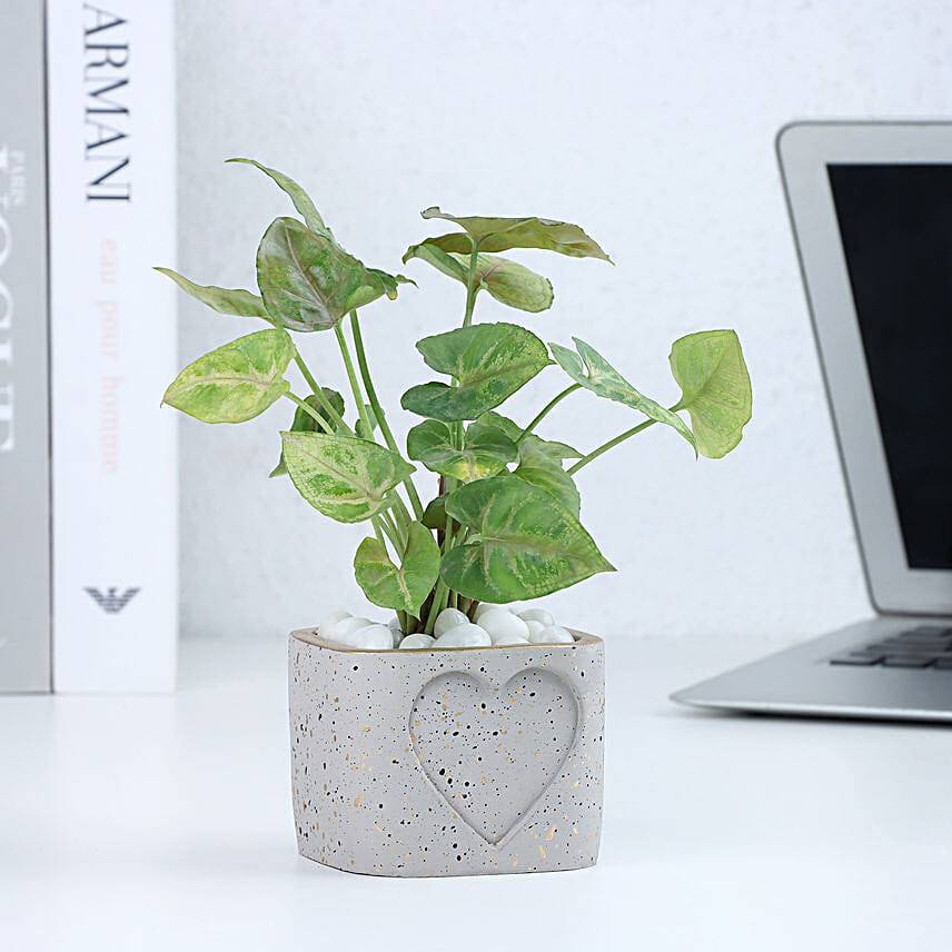 Syngonium in a Heart Planter