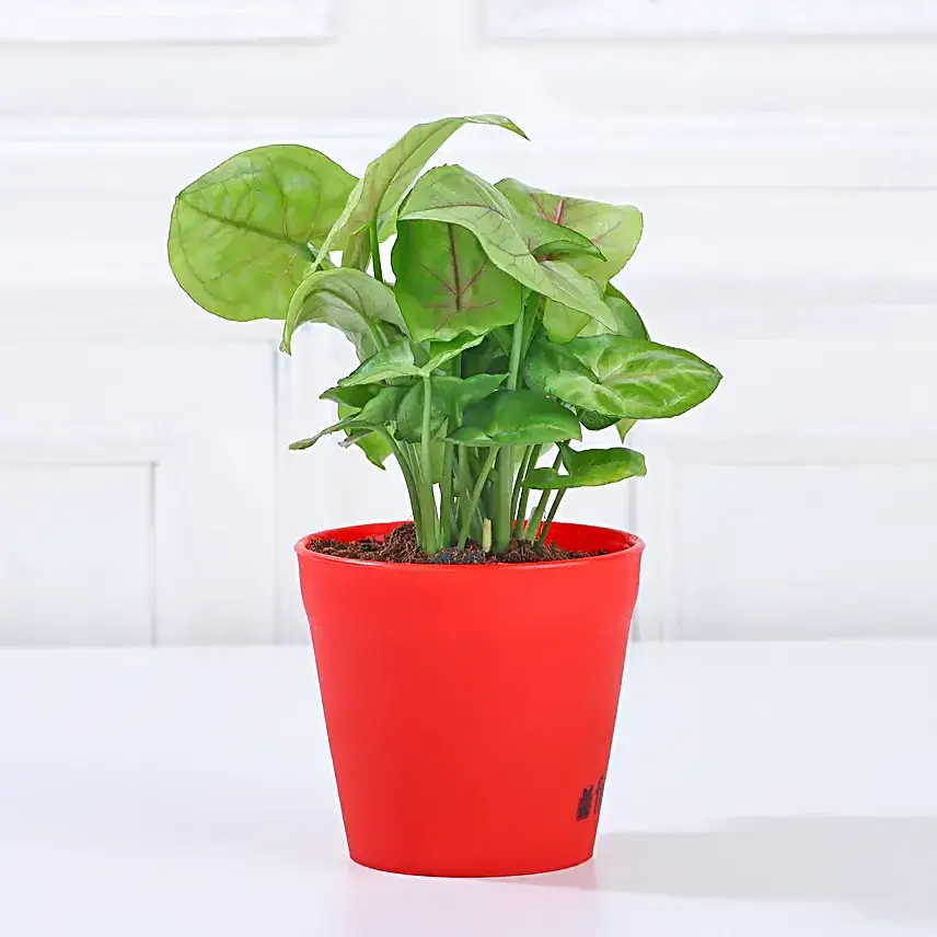 Syngonium & Jade Plant Set