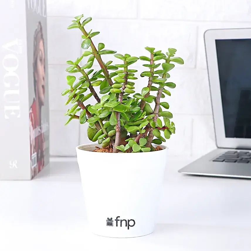 Syngonium & Jade Plant Set