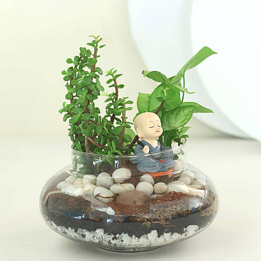 Syngonium N Jade Plant Potpouri Bowl Terrariums