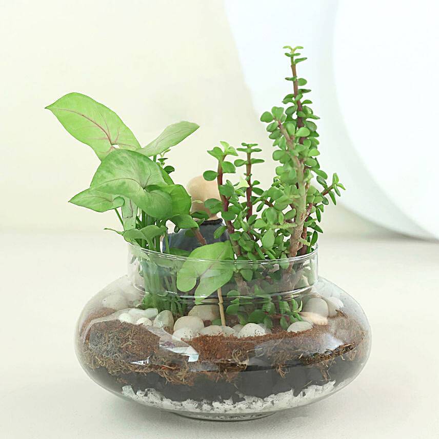 Syngonium N Jade Plant Potpouri Bowl Terrariums