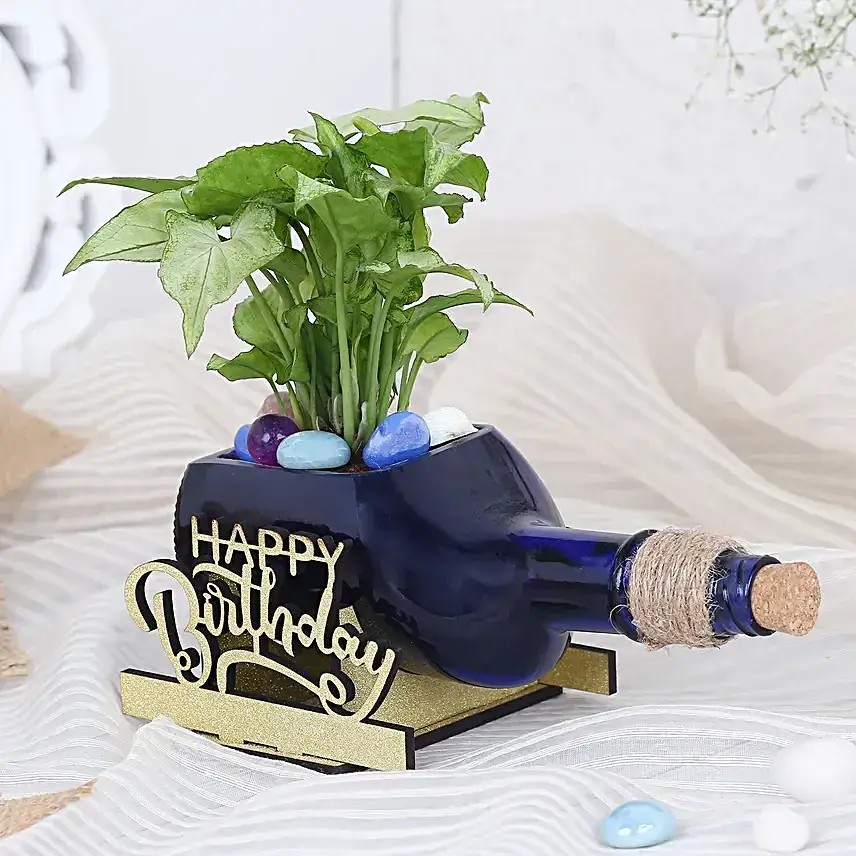 Syngonium Plant In Birthday Antiquity Bottle Planter