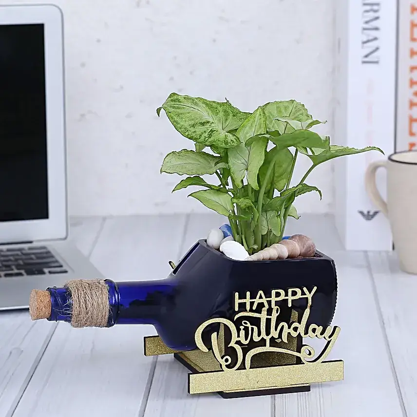 Syngonium Plant In Birthday Antiquity Bottle Planter