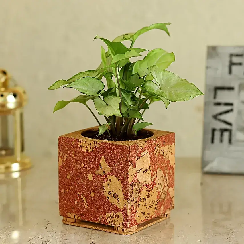 Syngonium Plant In Red & Beige Cork Planter