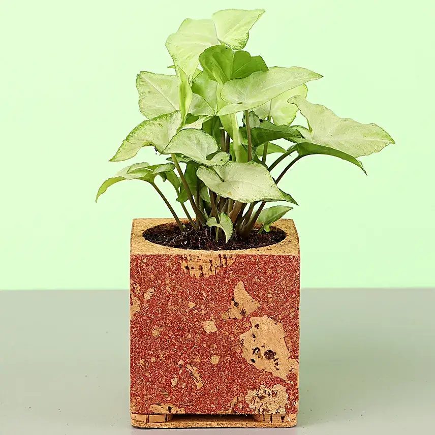 Syngonium Plant In Red & Beige Cork Planter