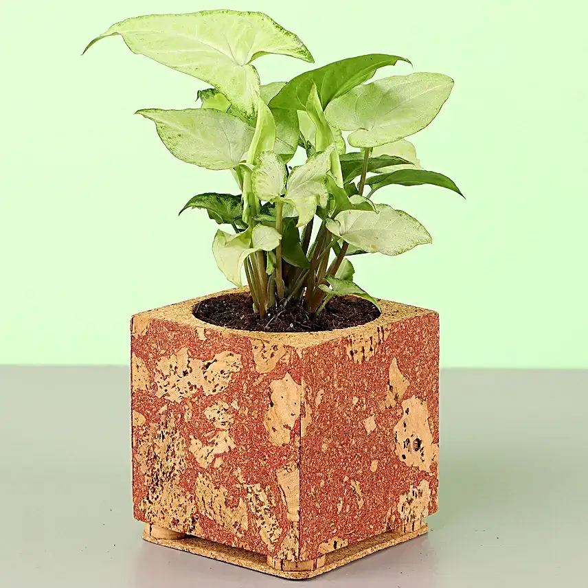 Syngonium Plant In Red & Beige Cork Planter