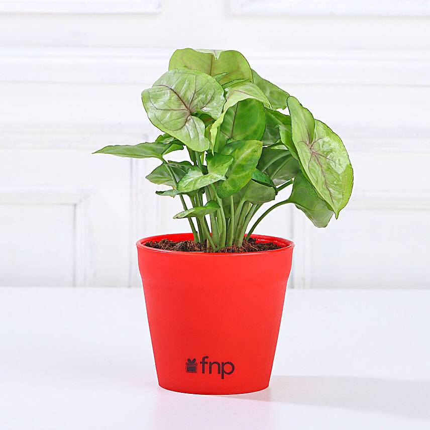 Syngonium Plant In Red Pot