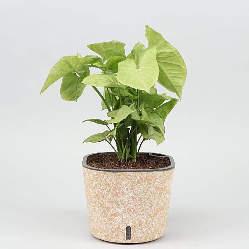 Syngonium Plant In Self Watering Pot