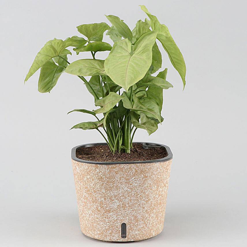 Syngonium Plant In Self Watering Pot