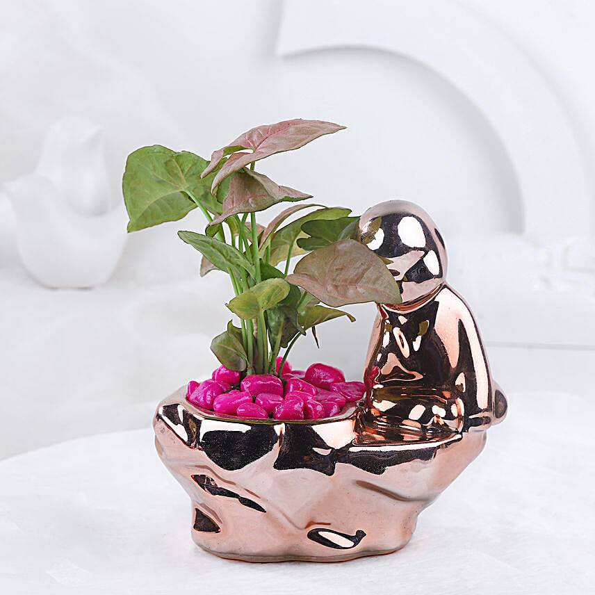 Syngonium Plant In Shimmering Thinking Boy Pot