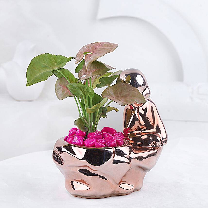 Syngonium Plant In Shimmering Thinking Boy Pot