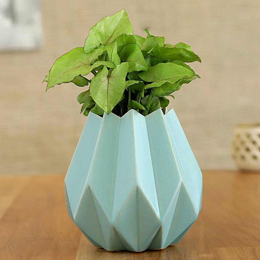 Syngonium Plant In Sky Blue Conical Pot
