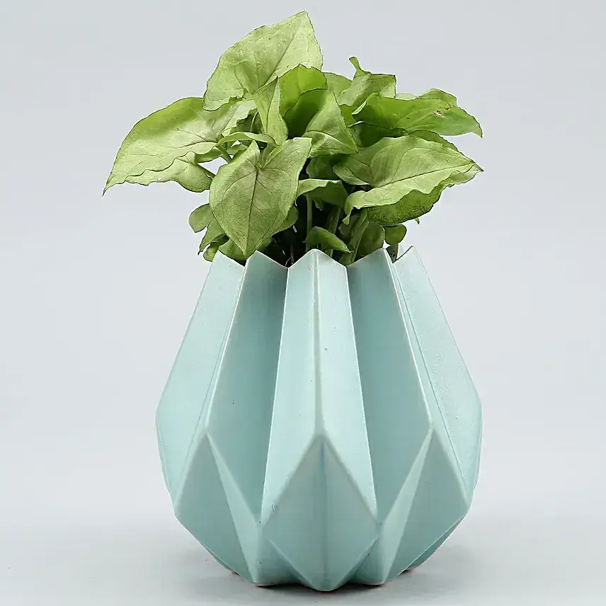 Syngonium Plant In Sky Blue Conical Pot