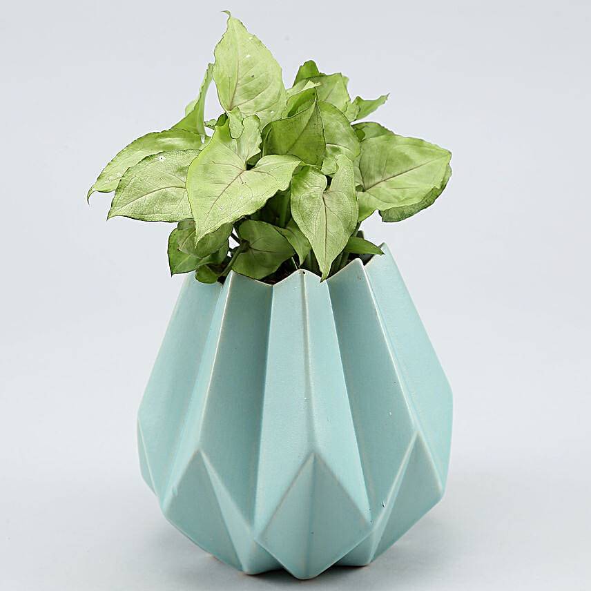 Syngonium Plant In Sky Blue Conical Pot