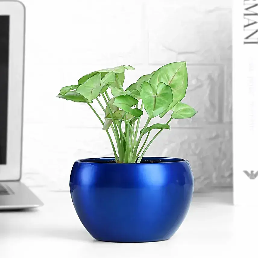 Syngonium Plant In Sleek Blue Pot