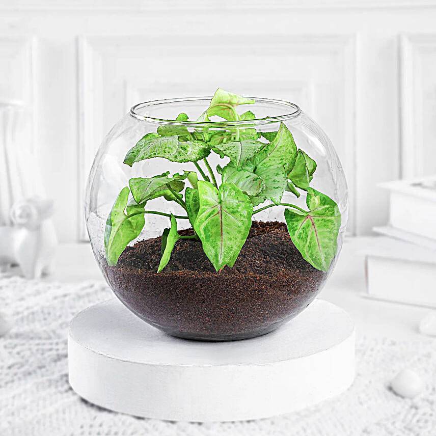 Syngonium Plant Vase For Incredible Mom